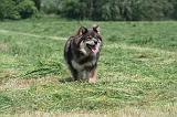 CHIEN FINNOIS DE LAPONIE 160